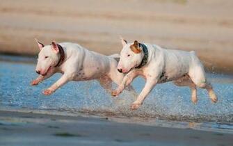 Bull Terrier Wallpaper X Net