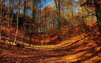 Autumn Forest Desktop Wallpaper On Latoro Imgstocks