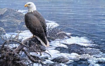 Wallpaper Winter Look Snow Branches Nature Bird Eagle Shore