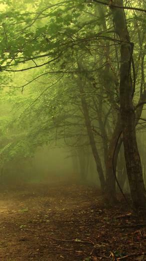 Dark Forest iPhone 5s Wallpaper iPad