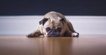 Arthritis In Dogs A Guide For Pet Parents Parnell Living Science