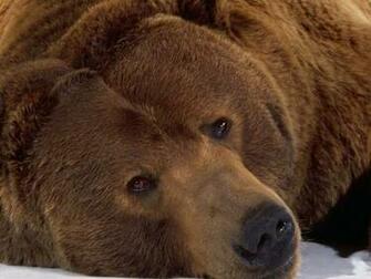 Sadness Screensaver Screensavers Bear