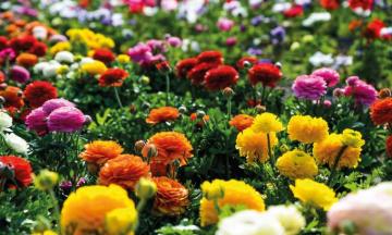 Persian Buttercups Ranunculus Asiaticus Callcarlos