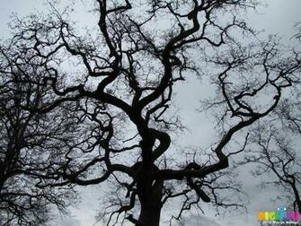 Tree Branches Silhouette Of Gnarly