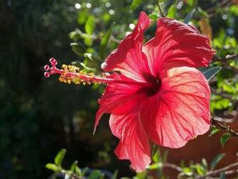 Desktop Wallpaper Red Hibiscus Flowers