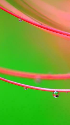 Green And Pink Wallpaper iPhone HD