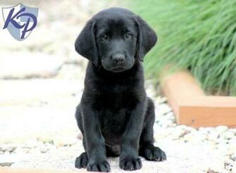 Black Labrador Puppies HD Wallpaper