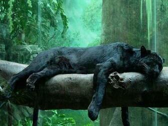 To Click On Black Jungle Cat 3d Wallpaper Then Choose Save