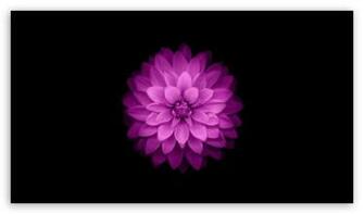 Apple Ios Flowers In Black iPhone Computer