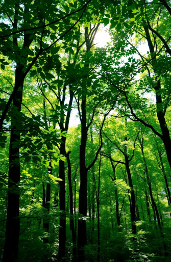 Green Screen Wallpaper