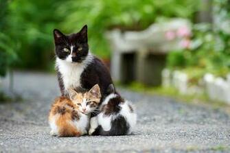 Cats High Quality And Resolution Wallpaper On