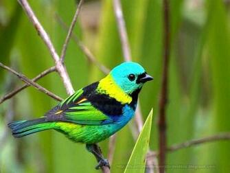 Beautiful Wallpaper For Desktop Birds HD