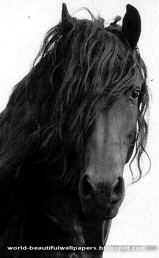 Friesian Horse Pictures