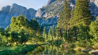 Forests Cliff Pine Trees Wallpaper
