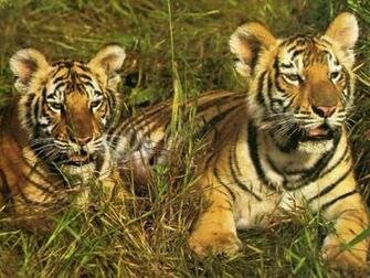 Animals Desktop Wallpaper Animal Picture