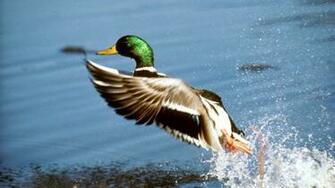 Mallard Duck Take Off Widescreen High Definition Desktop