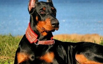 The Doberman Pinscher HD Wallpaper HDwallpaperbackground