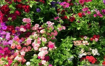 Summer Flowers Wallpaper HD Early