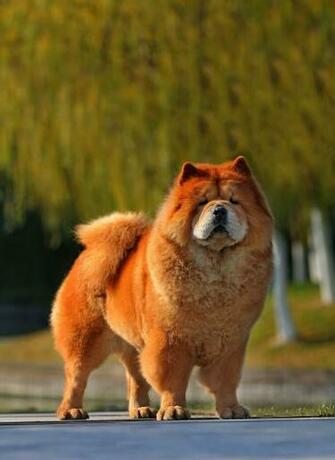 Chow Wallpaper High Resolution V3891lm Wallpaperexpert