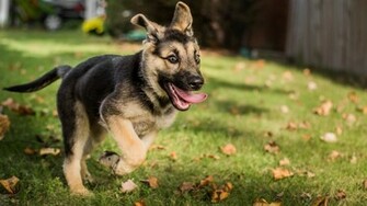 Funny German Shepherd Puppies Wallpaper High Definition