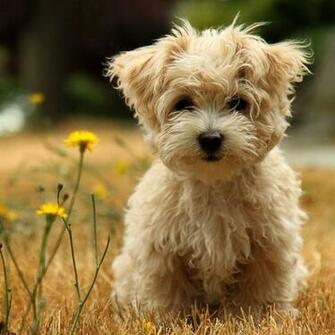 Cute Poodle Dog Wallpaper