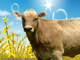 Are Some Cow Wallpaper These