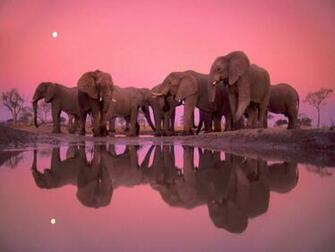 Elephant Party Desktop Pc And Mac Wallpaper