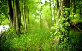 Green And Beautiful Wallpaper Of Forest In To