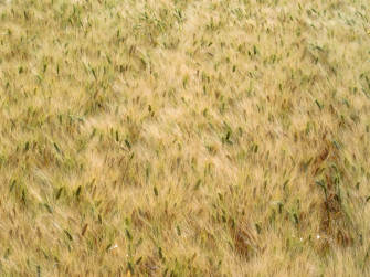 Wheat Field Kmldcludeqzj8dvk Wallpaper