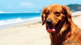 Golden Retriever Puppies Cute Dog Wallpaper