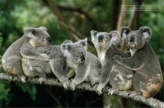 Koala Wallpaper Fun Animals Wiki Videos Pictures Stories