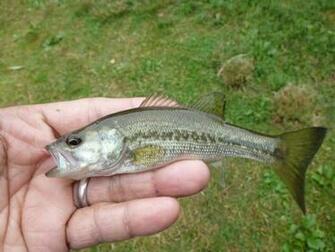 Largemouth Bass Wallpaper