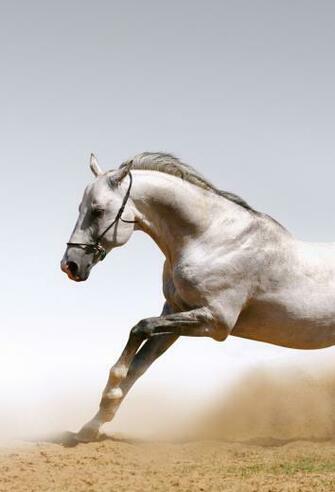Horse 3wallpaper iPhone Parallax Les Wallpaper Du Jour
