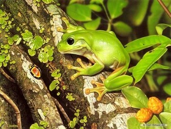 Frog Wallpaper Frogs