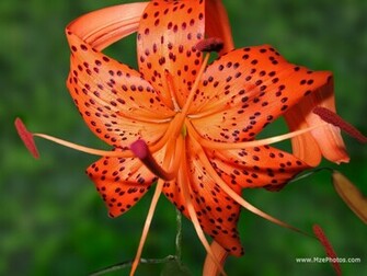 Tiger Lily Photo