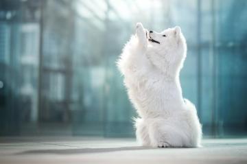 Dogs Samoyed Dog Pet 1080p Wallpaper HDwallpaper Desktop