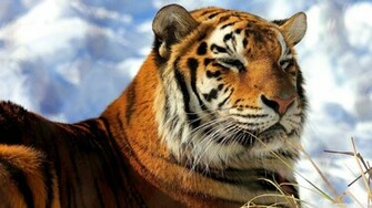 Amur Tiger Wallpaper
