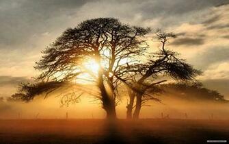 Wallpaper Nature Sunshine And Trees