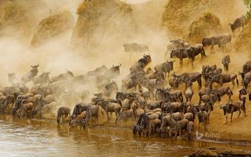 Pictures Animal Antelope Masai Mara National Reserve Many Herd