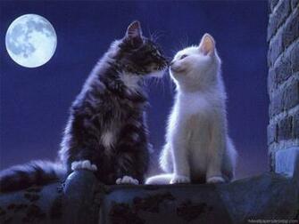 Cat Wallpaper Kitten Picture Desktop Background