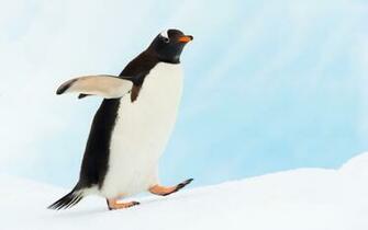 Penguin Desktop Wallpaper