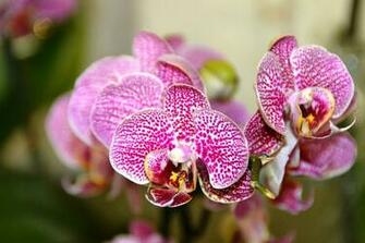 HD Wallpaper Orquideas Flower Flora Nature Orchid Tropical