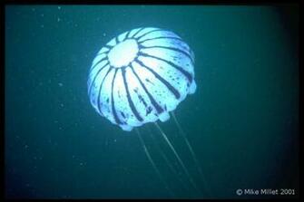 Moon Jellyfish