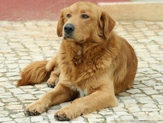 Description Seven Golden Retriever Puppies Is A Wallpaper