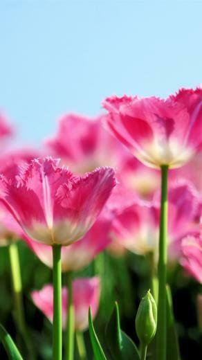 Pink Tulips Wallpaper iPhone Tulip Flowers Bloom In