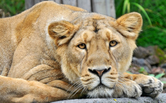 Stunning Lioness Wallpaper
