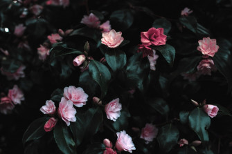 Best Flower Wallpaper 4k Ultra HD You Can It