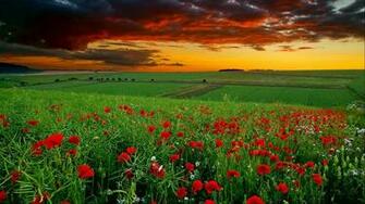 HD Widescreen