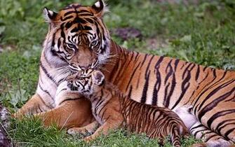 Bengal Tiger Wallpaper Desktop Quotes