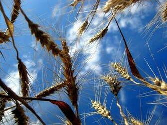 Windows Vista Widescreen HD Wallpaper